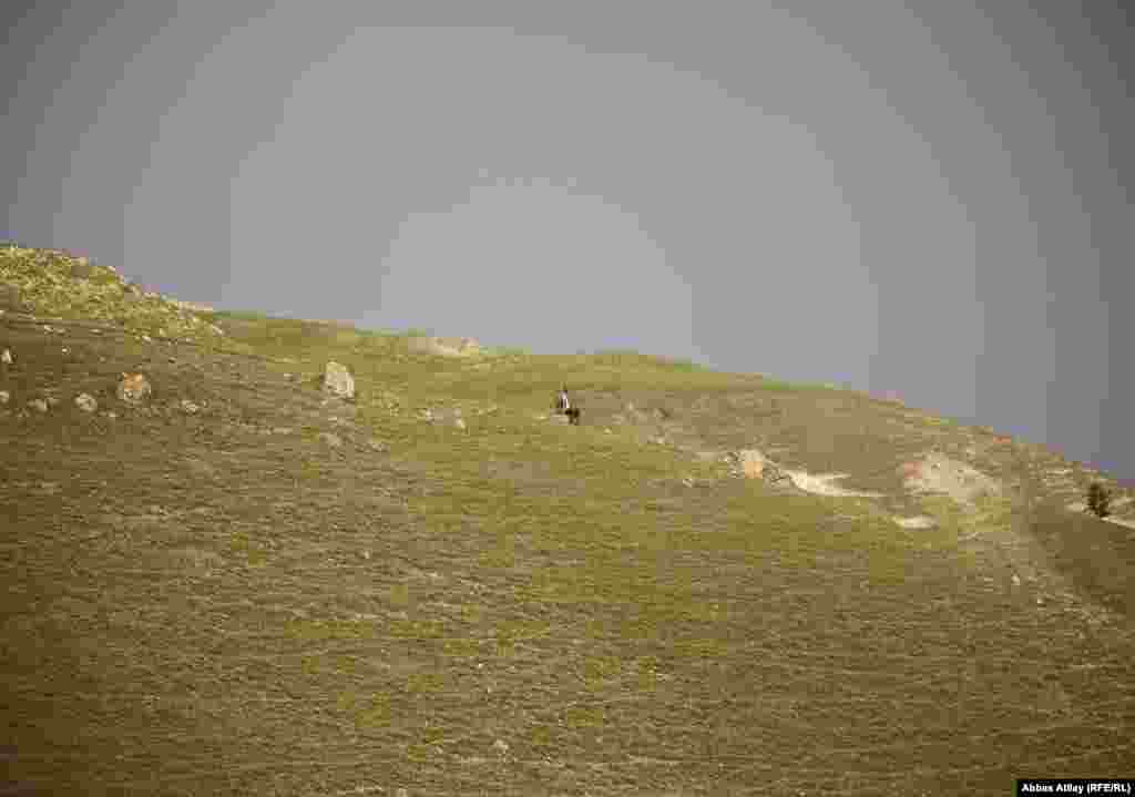 Qoca nə zamansa dağıdılması nəzərdə tutulan dağın ətəyində əyləşib otlayan qoyun-quzusuna nəzarət edir.