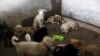 Уряд Китаю пропонує виключити собак зі списку тварин, чиє м’ясо можна їсти – агентство