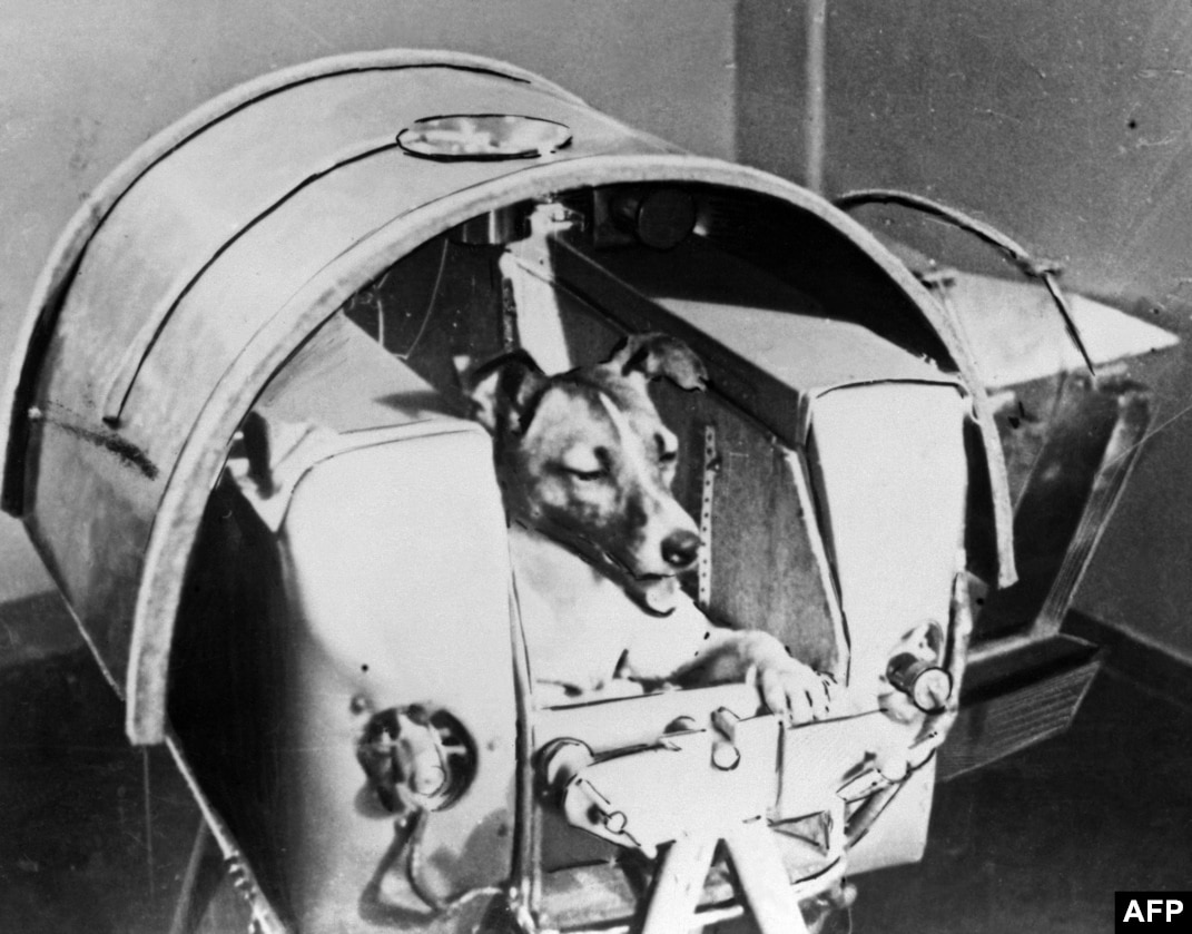 Laika The Space Dog