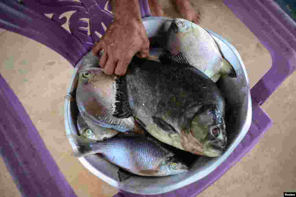 A szövetségi ügyészek viszont megpróbálják leállítani a projektet, sürgetve a bíróságokat, hogy vegyék figyelembe a folyóparti közösségekre gyakorolt hatásokat. „A halakból élünk” – mondja Franca, akinek családja 12 éves korában egy sziklákhoz közeli folyószigeten telepedett le