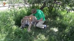 Амурская тигрица с тигрятами в парке львов «Тайган» (видео)