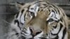 Artyom, a 3-year-old Amur tiger, looks out of his enclosure at a zoo in the Russian city of Rostov na Donu.