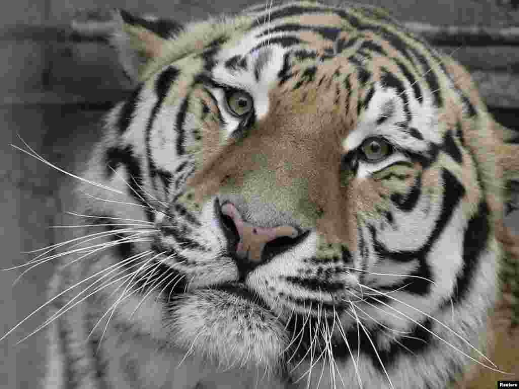 Në Konferencën Ndërkombëtare në Shën Petërburg u tha se tigrat e egër mund të zhduken për 12 vjet, nëse s'merren masa...