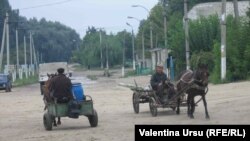 Ciuciuleni la început de septembrie