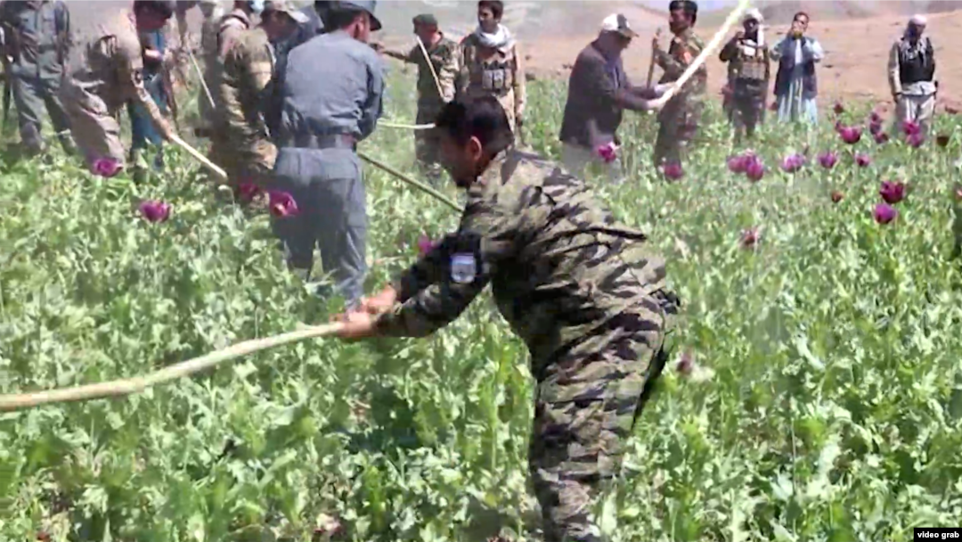 Autoritățile din Afganistan distrugând un câmp de opiu. Afganistanul este unul dintre cei mai mari exportatori de opiu și heroină.