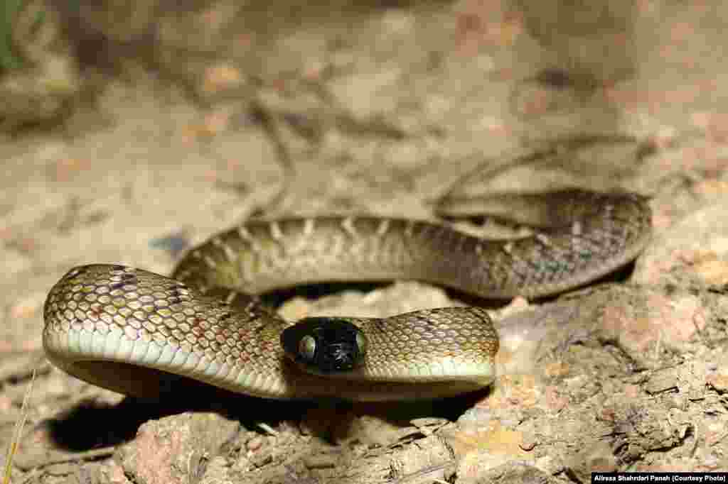  نام علمی: Boiga trigonatum، نام فارسی: مار آلوسر، نام انگليسی: Indian Gamma Snake، اندازه: طول کل ۱۰۵سانتیمتر، زيستگاه: بيابان ها، و گاهی در شن های نرم، پراکندگی در ايران: استان های سيستان و بلوچستان، خراسان رضوی، خراسان شمالی، خراسان جنوبی، سمنان، کرمان و هرمزگان، این مار نیمه سمی است 