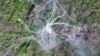 Ukraine Uses Net-Firing Drones To Snag Russian UAVs