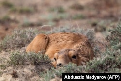 A saiga calf rests on a prairie outside Almaty.