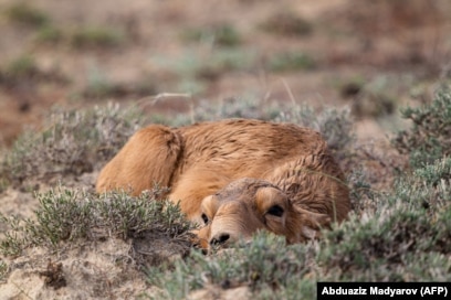 Қара адаммен ауыр секс