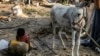 Gaza - A donkey stands next to a boy by destroyed tents in the aftermath of overnight Israeli bombardment in the Japanese neighbourhood in the northwest of Khan Yunis in the southern Gaza Strip on July 28, 2025.