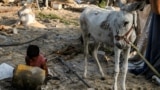 Gaza - A donkey stands next to a boy by destroyed tents in the aftermath of overnight Israeli bombardment in the Japanese neighbourhood in the northwest of Khan Yunis in the southern Gaza Strip on July 28, 2025.