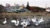 New Bird-Flu Cases Reported In U.K., Croatia, Russia