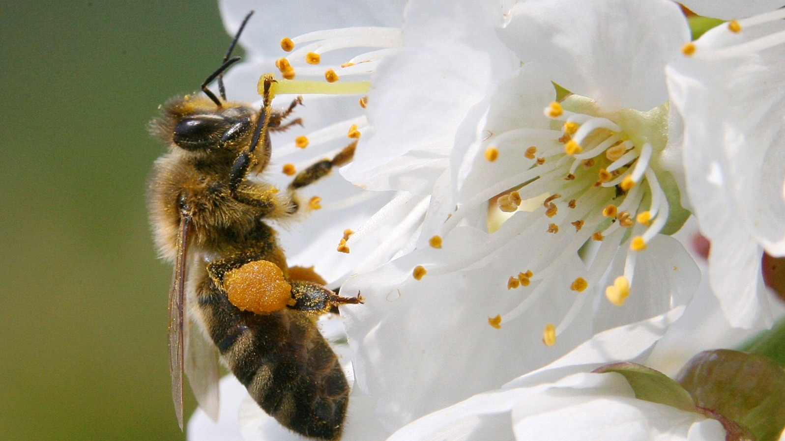 BEES