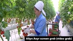 Türkmenistanyň ýyladyşhanalarynda ýetişdirilýän pomidorlar. Illýustrasiýa suraty