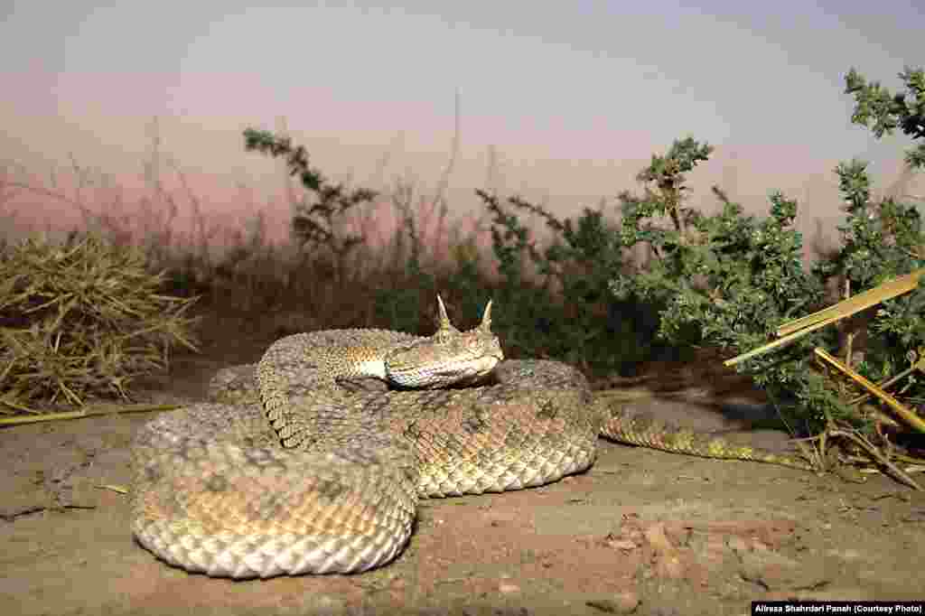  نام علمی:&nbsp;Cerastes gasperettii،&nbsp;نام فارسی: افعی شاخدار،&nbsp;نام انگليسی: Desert Horned Viper،&nbsp;اندازه:&nbsp;طول کل ۷۵ سانتیمتر،&nbsp;زيستگاه: اين مار در زيستگاه های بيابانی و نيمه بيابانی يافت می شود،&nbsp;پراکندگی در ايران:&nbsp;استان خوزستان، اين مار را با دو فرم شاخدار و بدون شاخ می توان مشاهده کرد، این مار سمی است 