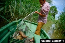 A Hortobágy folyóból merik ki a döglött halakat 2020. július 4-én. A nagy hőség és a kevés vízhozam miatt kialakult oxigénhiányos állapot folytán naponta több láda elpusztult halat kellett kiszedni