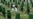 Srebrenica Timeline