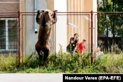 A male brown bear is seen at the courtyard of the Octavian Goga high school in Csikszereda, August 21, 2018