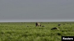 Ұрғашы киік пен төлінің өлекселері. Қостанай облысы, 20 мамыр 2015 жыл.