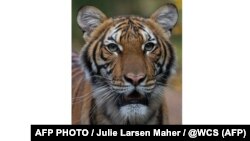 Malezijski tigar Nadia, Bronx Zoo, New York, 5 april 2020.