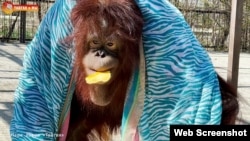 Орангутан Дана у кримському парку левів «Тайган»