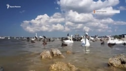 Лебединое озеро Сасык-Сиваш (видео)