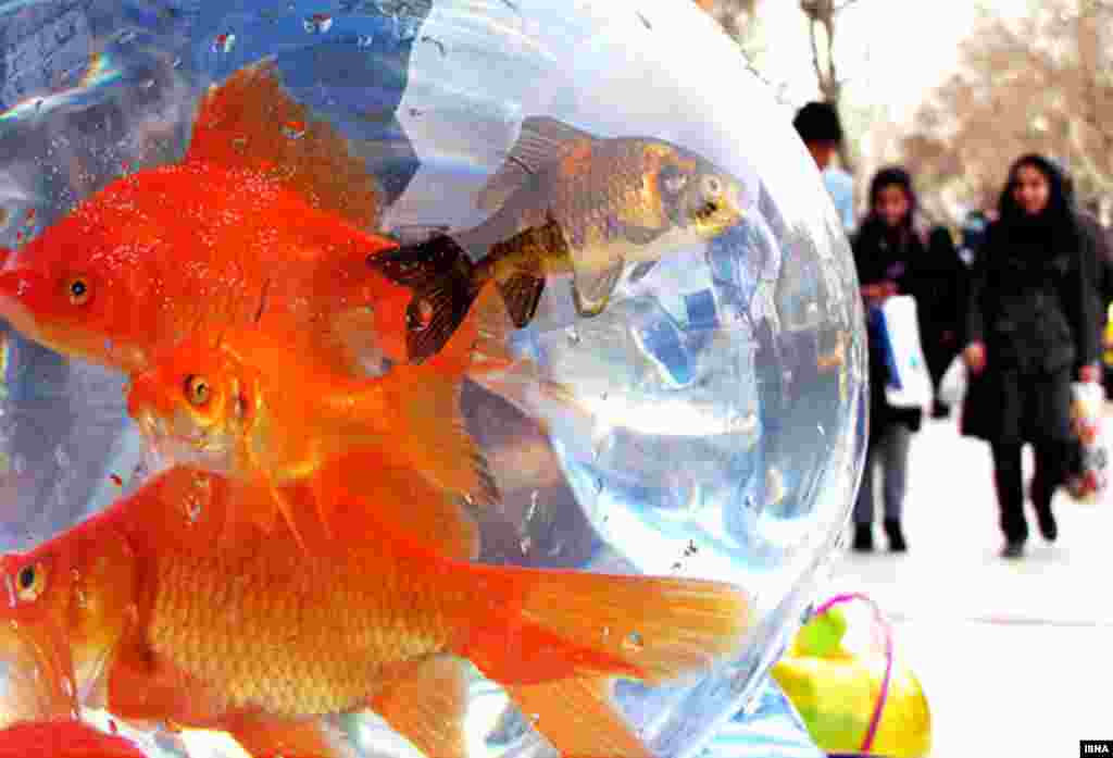 Goldfish are on sale at a market in Bandar Abbas, Iran, along with flowers and other Norouz symbols. - Photo by ISNA