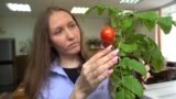 Pomidor_Tomsk