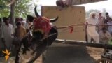 Bull-Running In Pakistan