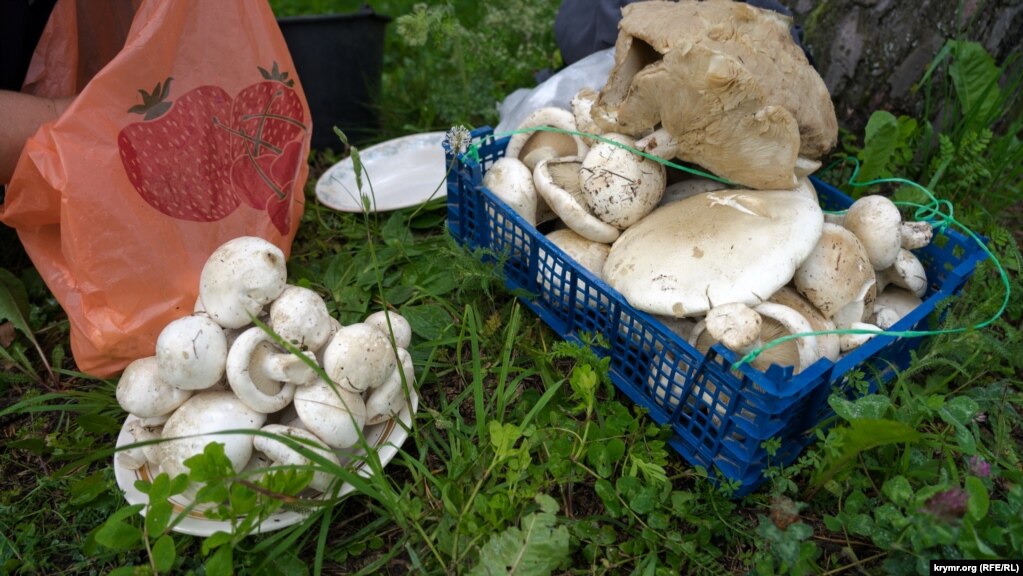 Горные белые грибы якобы с тех же мест. За тарелку таких лесных трофеев просят 400 рублей. Горный белый гриб (еще называют белосвинуха или говорушка гигантская), по праву заслужил звание «короля» крымских грибов