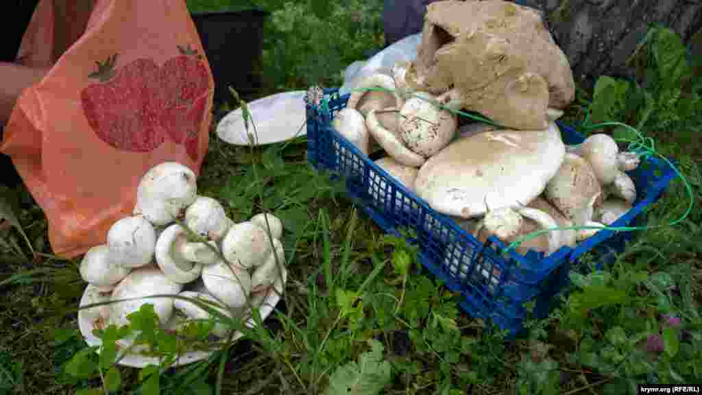 Гірські білі гриби нібито з тих же місць. За тарілку таких лісових трофеїв просять 400 рублів. Гірський білий гриб (ще називають білосвинуха), по праву заслужив звання &laquo;короля&raquo; кримських грибів