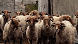 Stado ovaca u Piperima nadomak Podgorice