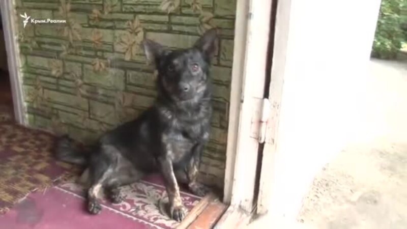 Собака Джесси встретилась с освобожденным моряком (видео)