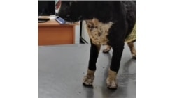 Обожженые в пожаре кошки из якутского села Бясь-Кюёль