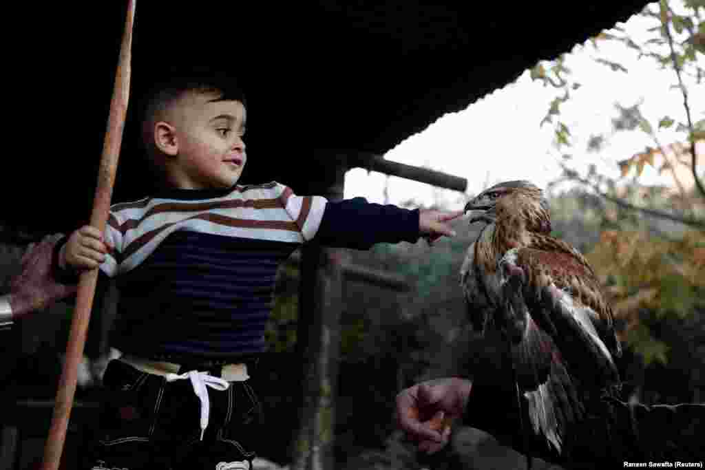 A Palestinian boy plays with a falcon in the West Bank town of Tubas. (Reuters/Raneen Sawafta)