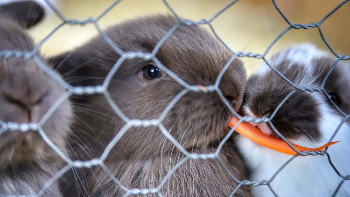 The requirements for pet stores will be tightened – some no longer sell animals