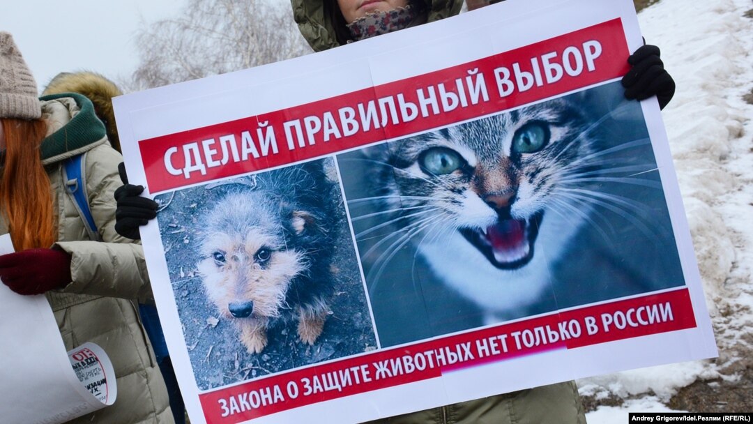 Пикет зоозащитников
