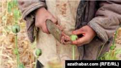 În provincia Badakhshan, din Afganistan, mai mulți copii lucrează în câmpurile de mac și vând opiu după închiderea școlilor