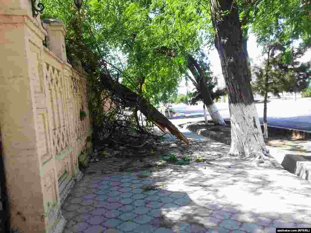 Aşgabatda döwülip, köçäň ugruna ýykylan agaç