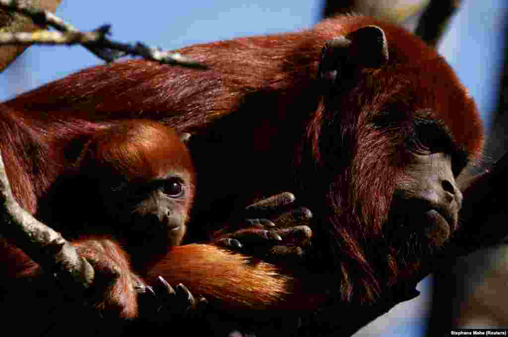 A baby red howler monkey is held by its mother in their enclosure at the zoological park "Planete Sauvage" in Port-Saint-Pere, France, March 29, 2021