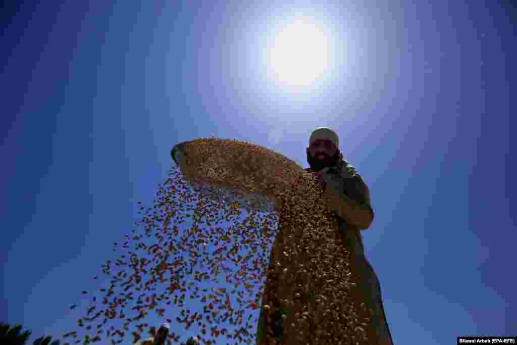 A Pakistani farmer sorts wheat grains after they have been threshed in a village on the outskirts of Peshawar. (epa-EFE/Bilawal Arbab)