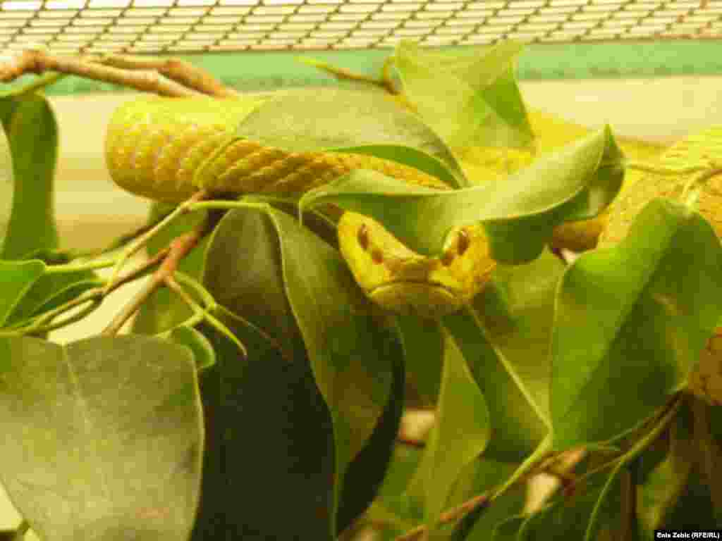 White-lipped island pit viper