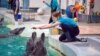 Four dolphins and three sea lions from destroyed aquarium in Ukraine find refuge in Constanta Dolphinarium