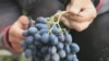 Uncorking Uzbekistan's Wine Business grab