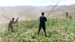 Afghanistan Starts New Drive To Weed Out Poppies In Counternarcotics Campaign