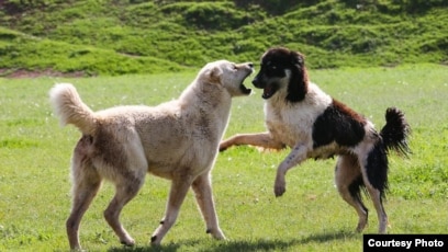 Gozallar porno kliplar