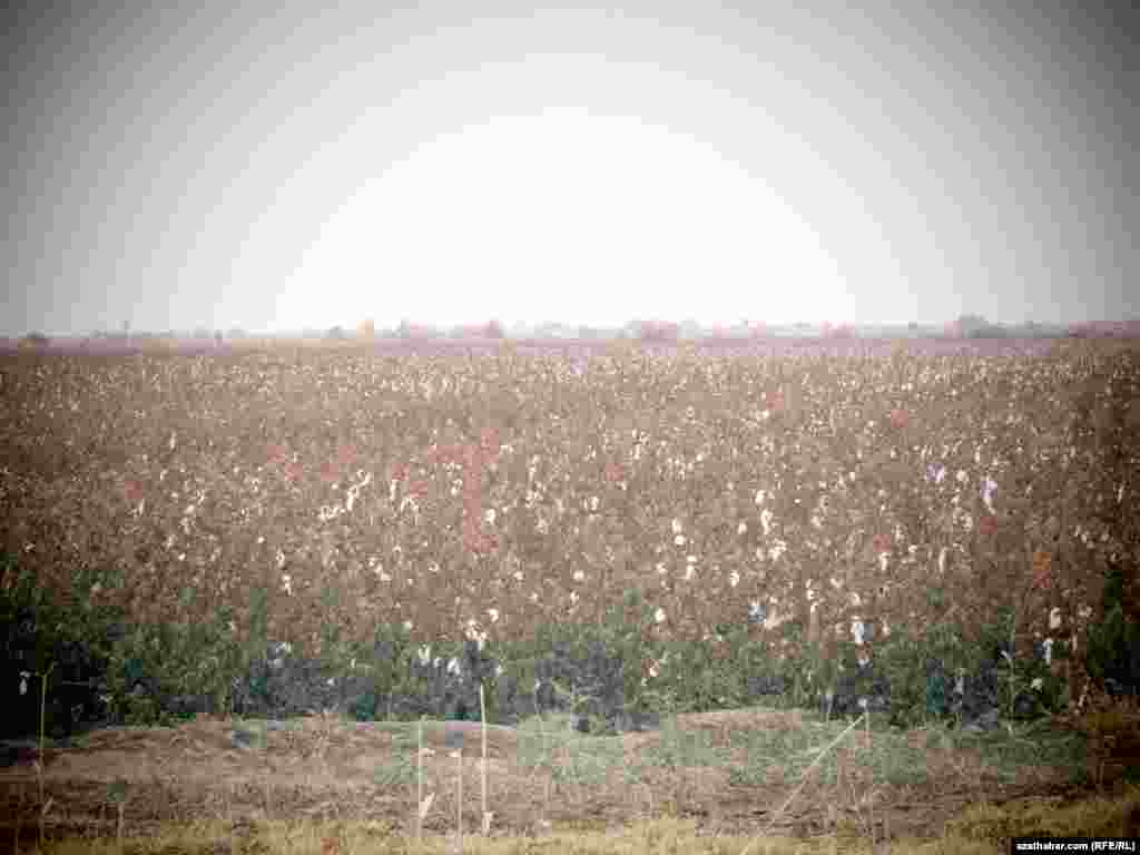 Pagta hasylynyň bir bölegi ýere döküldi 