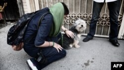 از دادستان شاهین‌شهر نقل شده که این دادستان بدون اغماض با نگهداری سگ‌های خانگی برخورد می‌کند