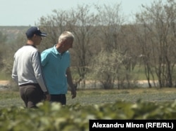 Iulică Dinu și fiul său, Sebastian Dinu, verifică dacă fructele căpșunilor sunt destul de mari pentru a le putea culege. Comuna Mîrșani, județul Dolj.