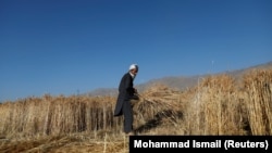 An Afghan farmer harvests wheat on a field in Parwan Province. This year's drought is affecting 7.3 million Afghans in 25 of the country’s 34 provinces.